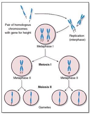 KIỂM TRA THƯỜNG XUYÊN MÔN SINH 12 BS 3