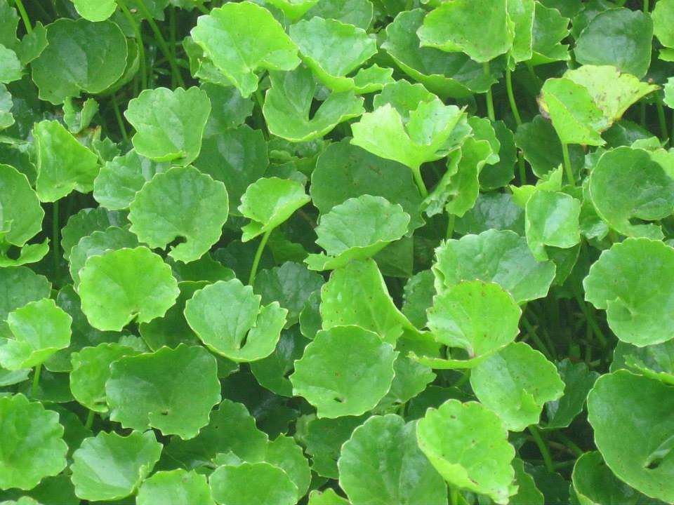 Đề trắc nhiệm + đúng sai Lý 10