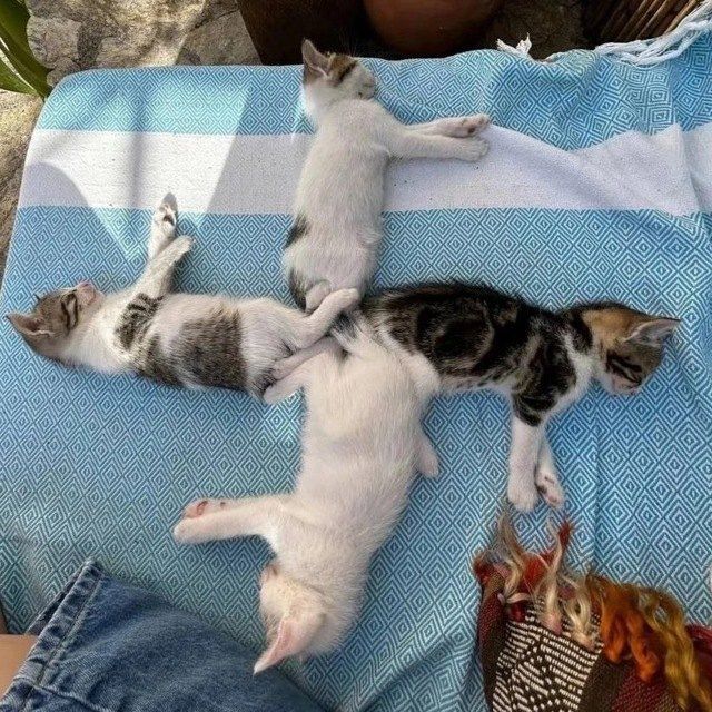 Lịch sử cuối hk2 dành cho mấy con béo